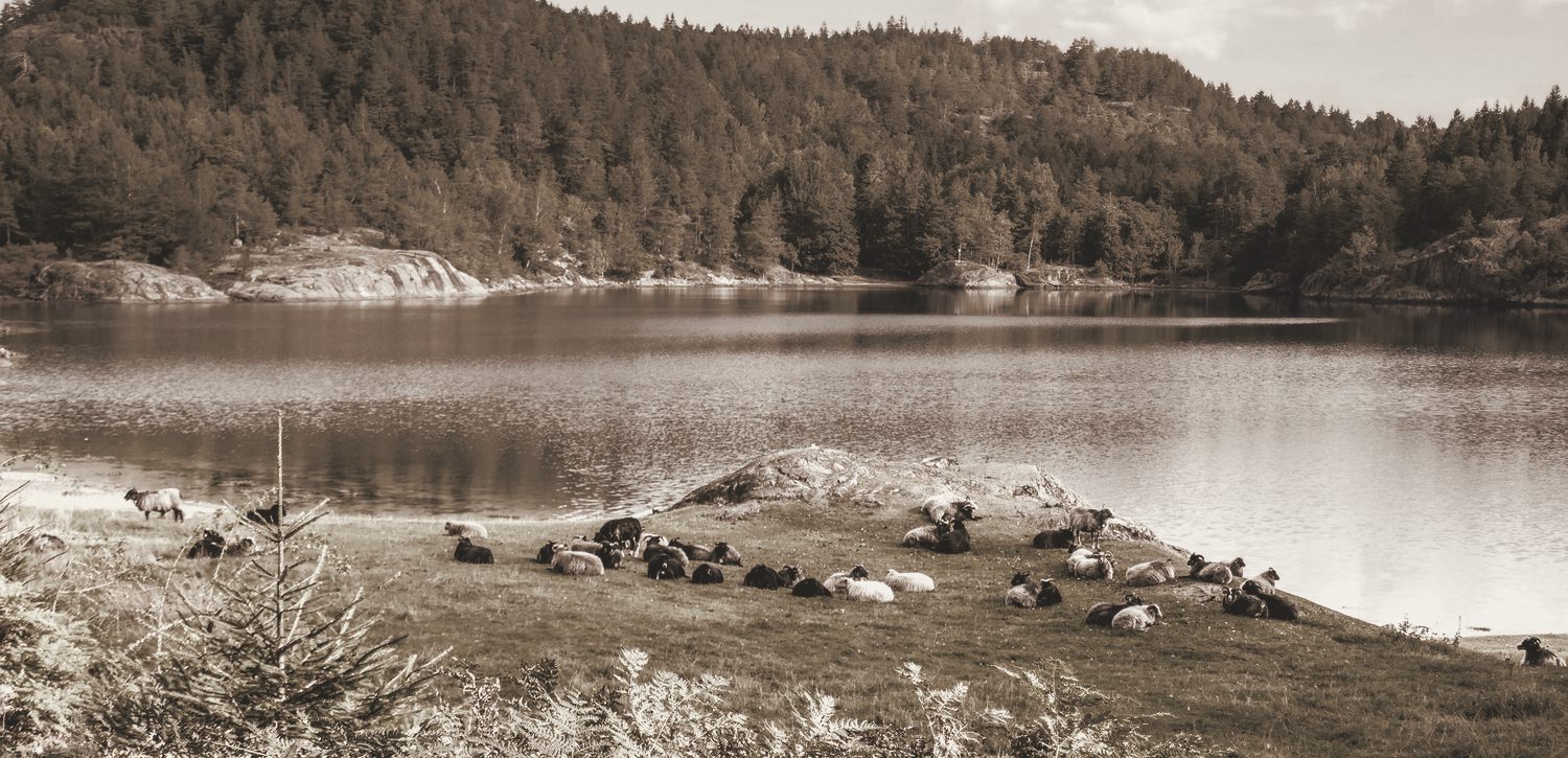 A flock of sheep resting on a green shore beside still water, forested hills beyond, warm-toned.